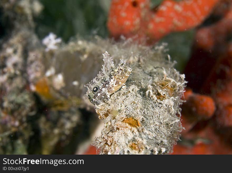 Highfin fang blenny (petroscirtes mitratus)