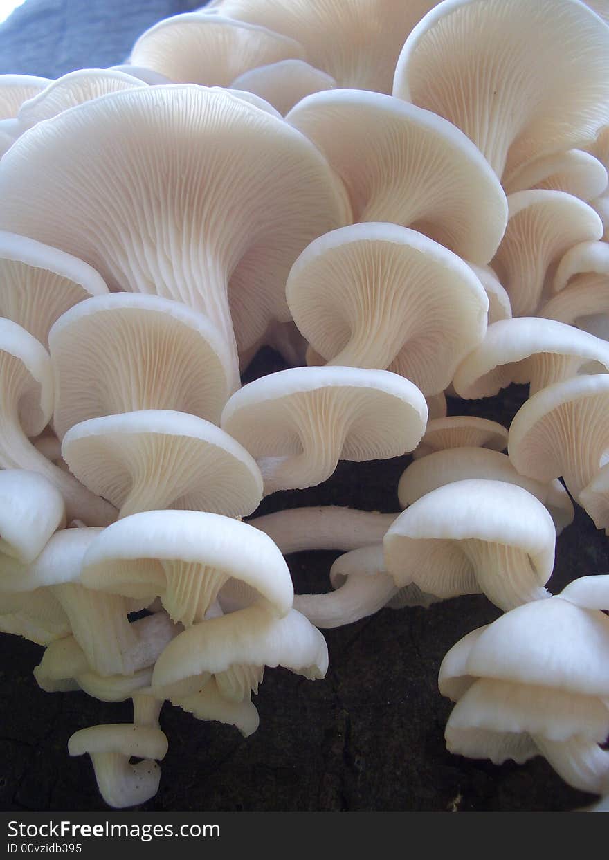 Photo of wild fungi growing outdoors