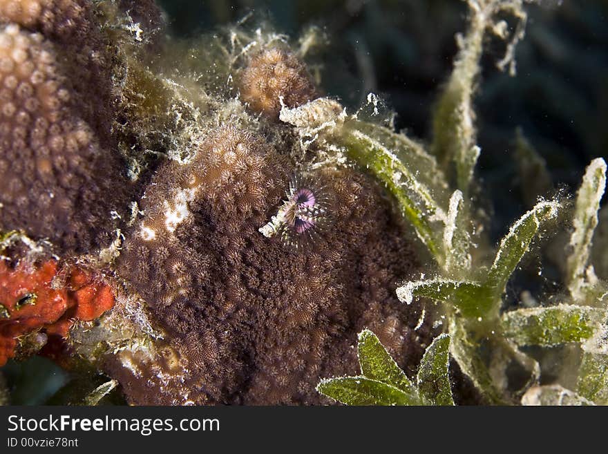 Highfin fang blenny (petroscirtes mitratus) taken in Na'ama Bay