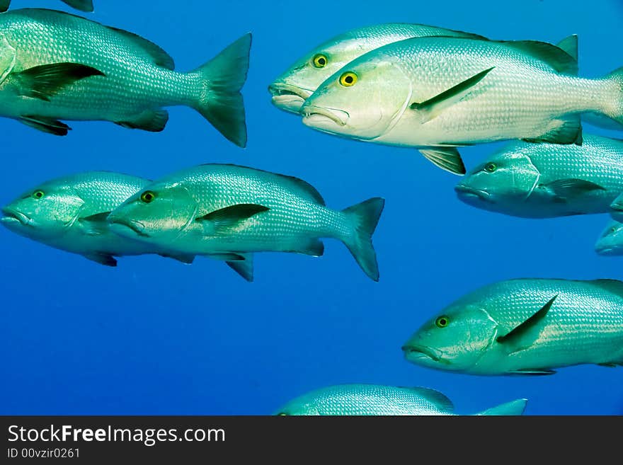 Mangrove snappers (lutjanus argentimaculatus) taken at shark reef