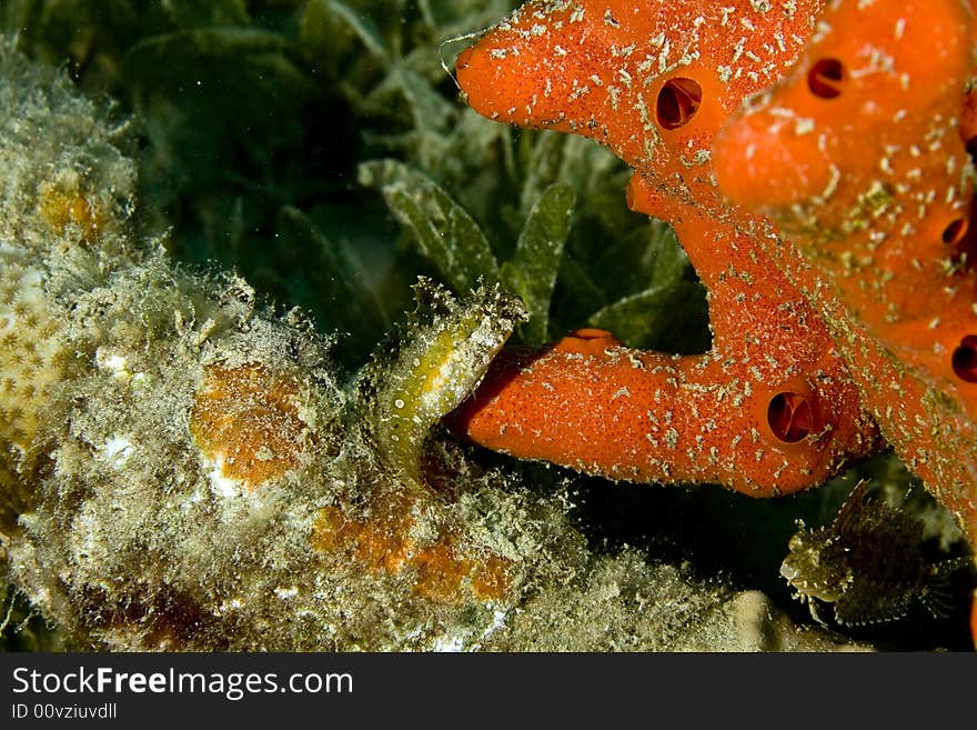 Highfin fang blenny (petroscirtes mitratus) taken in Na'ama Bay