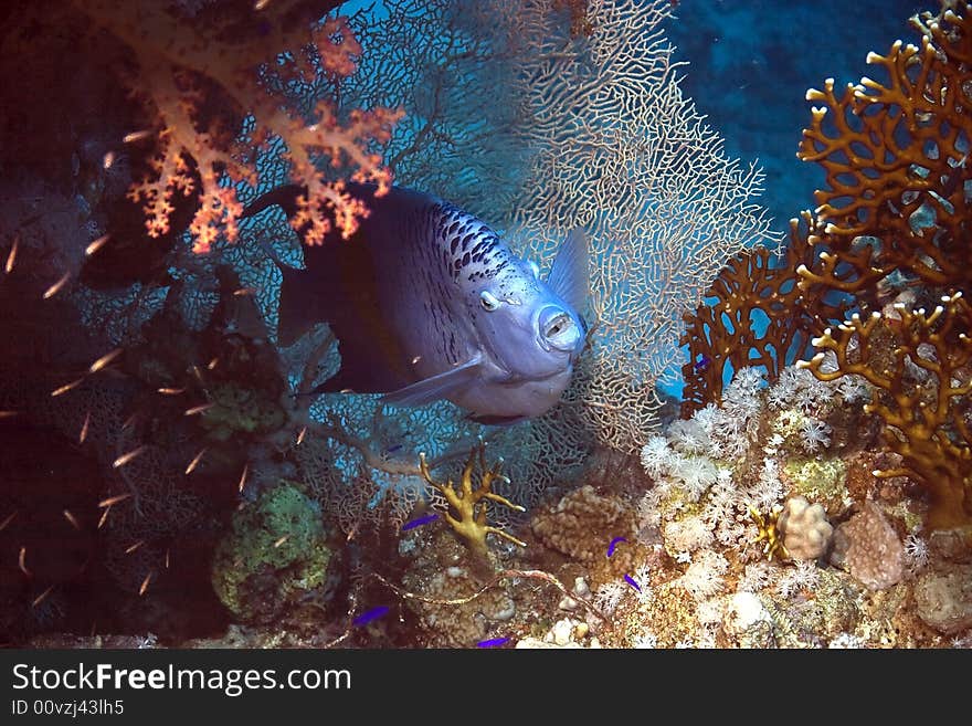 Red Sea Angelfish (Pomacanthus maculosus) taken in ras ghozlani