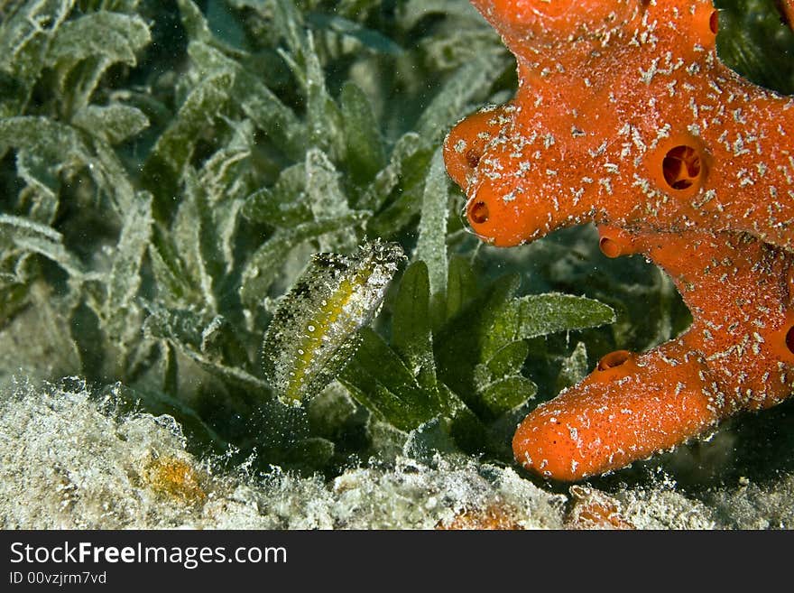 Highfin fang blenny (petroscirtes mitratus)