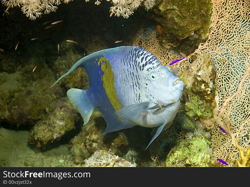 Red Sea Angelfish (Pomacanthus maculosus) taken in ras ghozlani