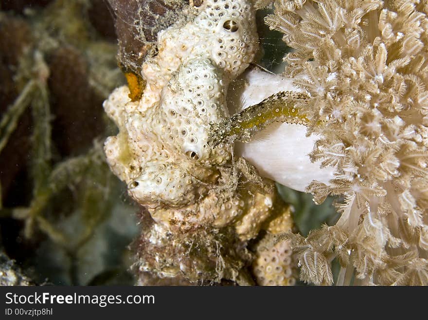 Highfin fang blenny (petroscirtes mitratus) taken in Na'ama Bay