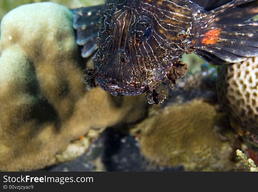 Common lionfish (pterois miles)