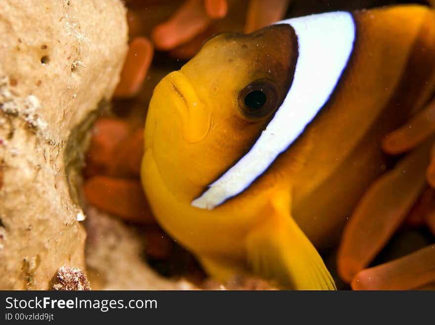 Red sea anemonefish (Amphipiron bicinctus) and bubble anemone taken in Na'ama Bay