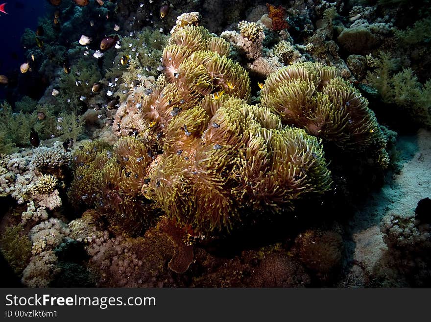 Red sea anemonefish (Amphipiron bicinctus) and bubble anemone taken in Na'ama Bay