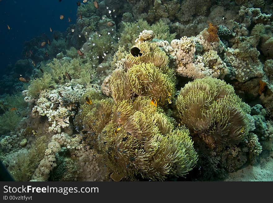 Red sea anemonefish (Amphipiron bicinctus)