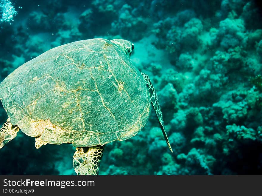 Hawksbill turtle (Eretmochelys imbricata) taken in Na'ama Bay