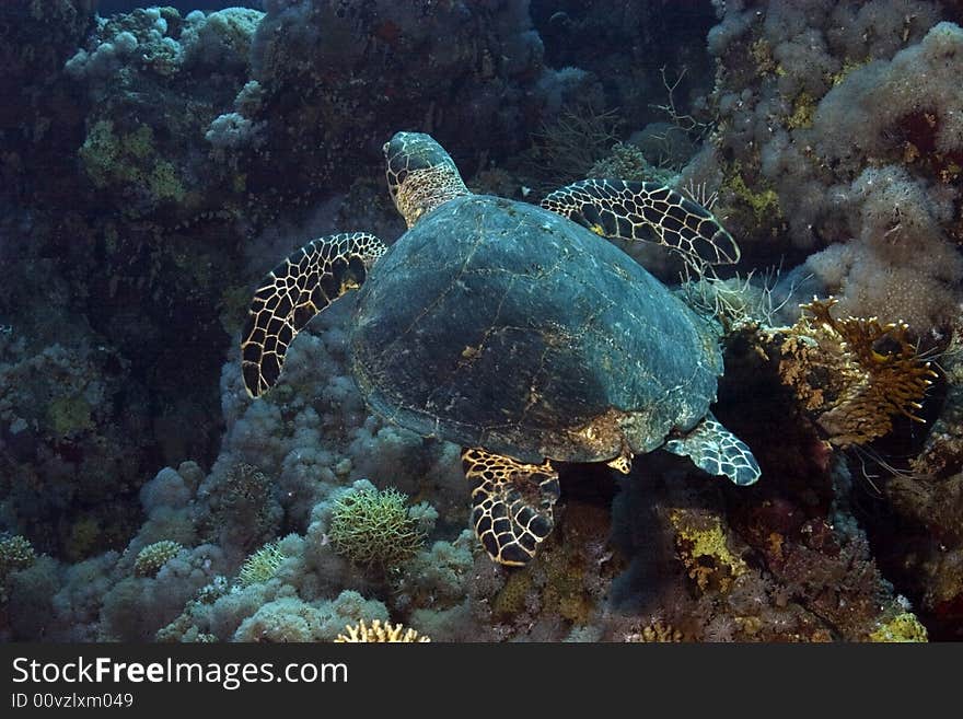 Hawksbill turtle (Eretmochelys imbricata) taken in Na'ama Bay