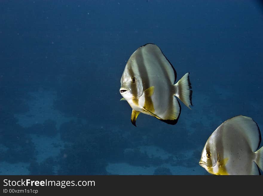 Orbicular spadefish (platax orbicularis) taken in Na'ama Bay