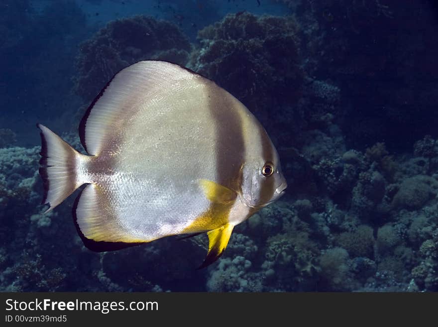 Orbicular spadefish (platax orbicularis)
 taken in Na'ama Bay