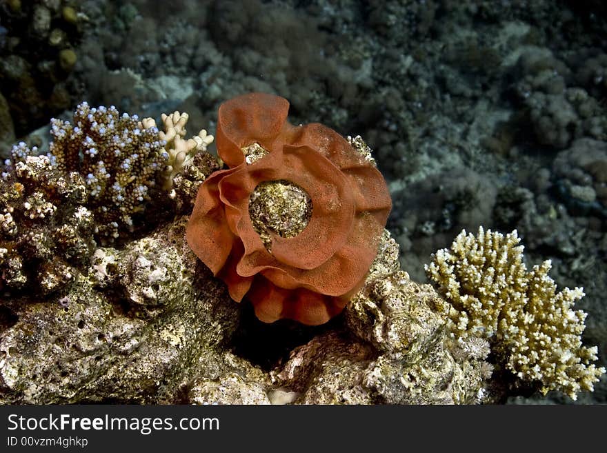 Eggs of a spanish dancer taken in Na'ama Bay