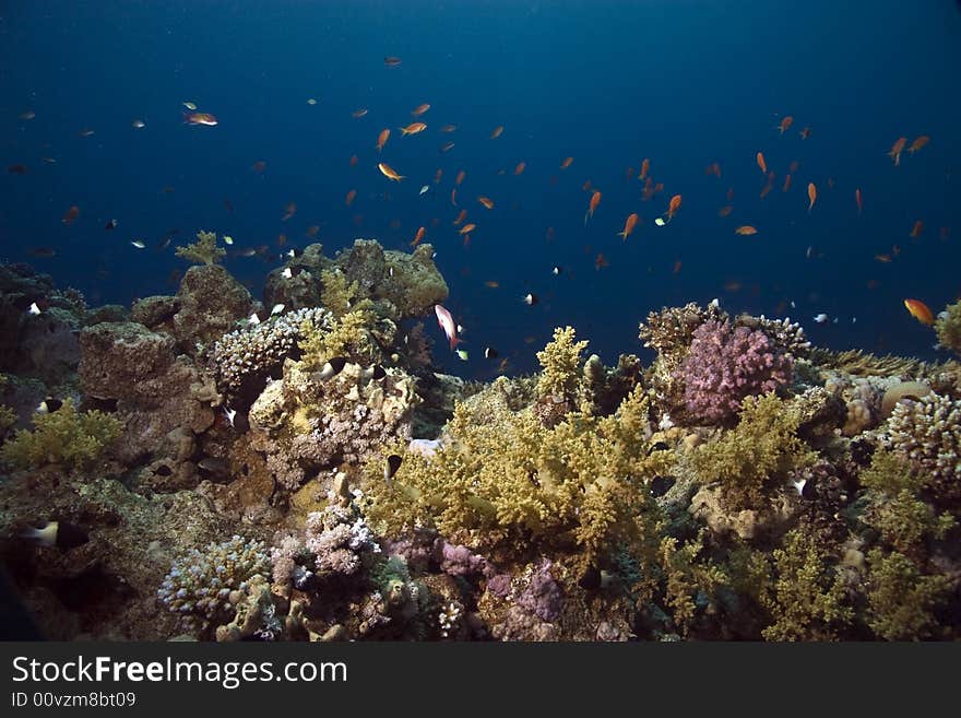 Coral and fish taken in Na'ama Bay