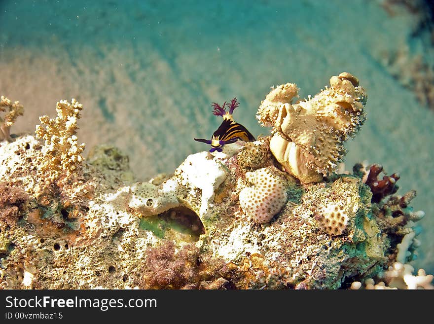 Red Sea nembrotha (Nembrotha megalocera) taken in Na'ama Bay