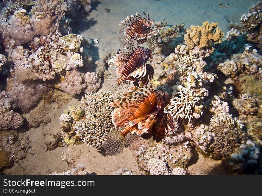 Lionfish (pterois miles) taken in Na'ama Bay