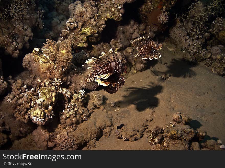 Lionfish (pterois miles) taken in Na'ama Bay