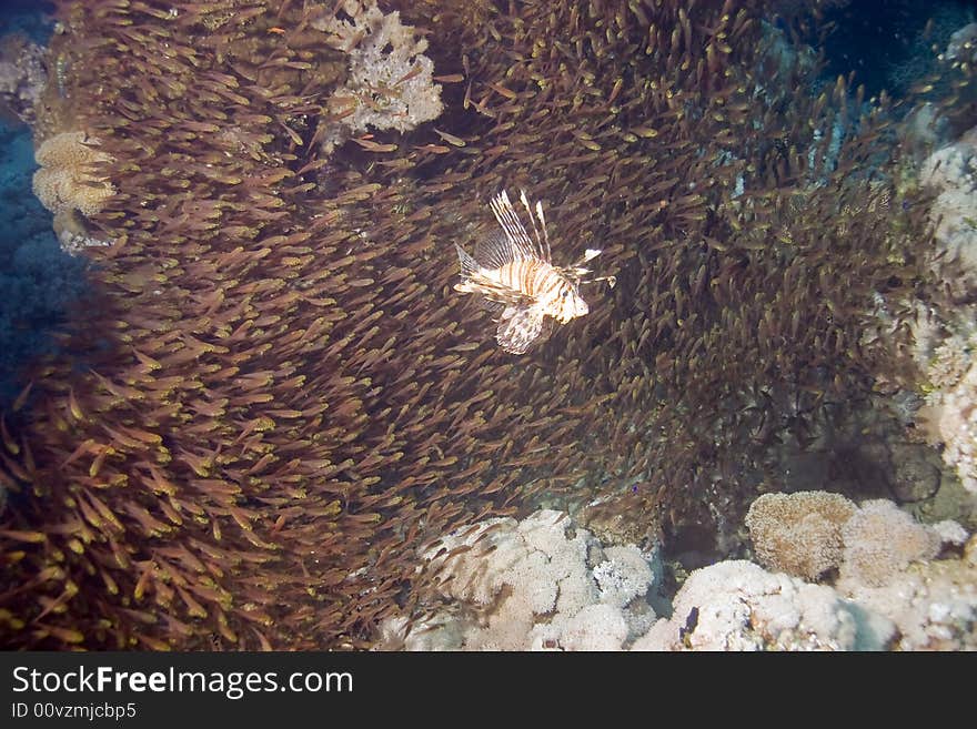 Lionfish (pterois miles) and golden sweepers