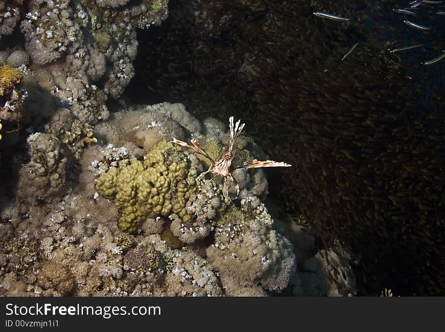 Lionfish (pterois miles) and golden sweepers taken in Na'ama Bay