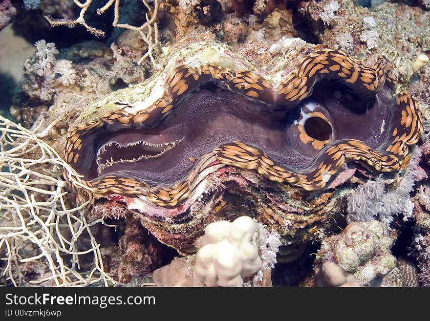 Fluted giant clam (tridacna squamosa)