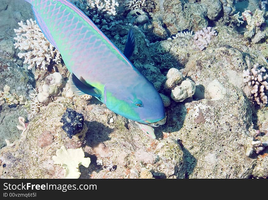 Parrotfish taken in Na'ama Bay