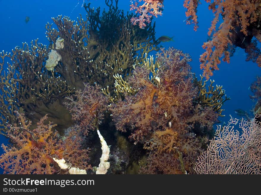 coral and fish taken in Na'ama Bay