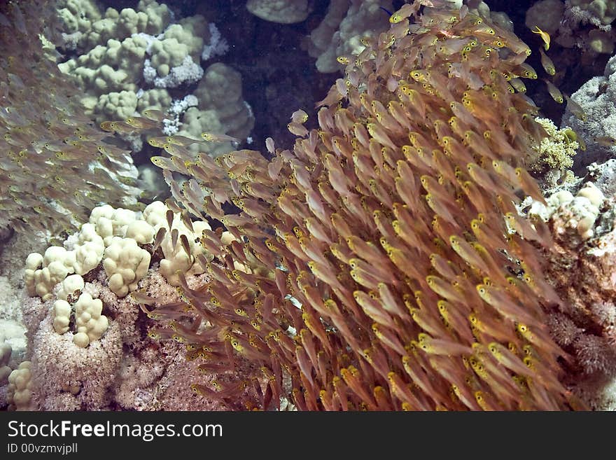 golden sweepers (parapriacanthus ransonneti)