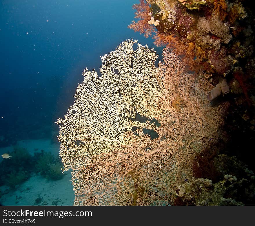 Seafan, coral and fish taken in Na'ama Bay