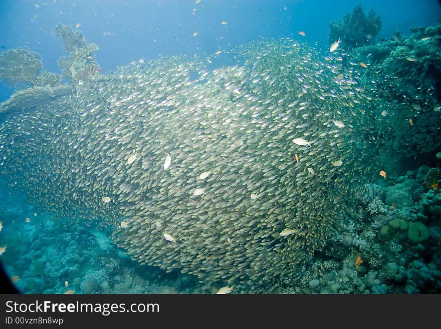 Golden sweepers (parapriacanthus ransonneti) taken in Na'ama Bay