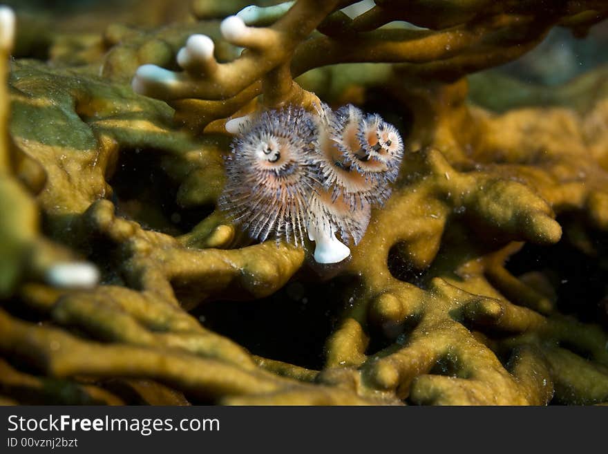 Christmas tree worm (spirobranchus giganteus) on fire coral taken in Na'ama Bay