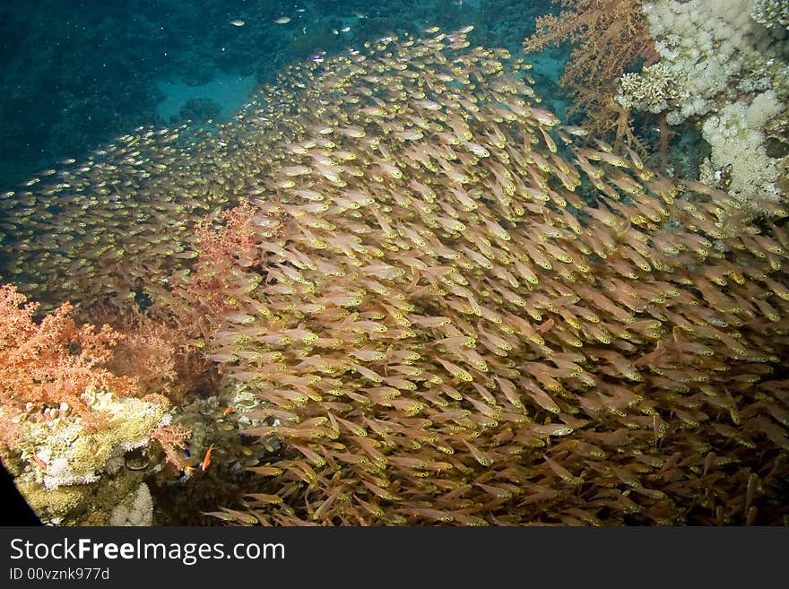 Golden sweepers (parapriacanthus ransonneti) taken in Na'ama Bay