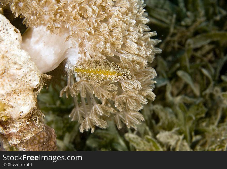 Highfin fang blenny (petroscirtes mitratus)  taken in Na'ama Bay