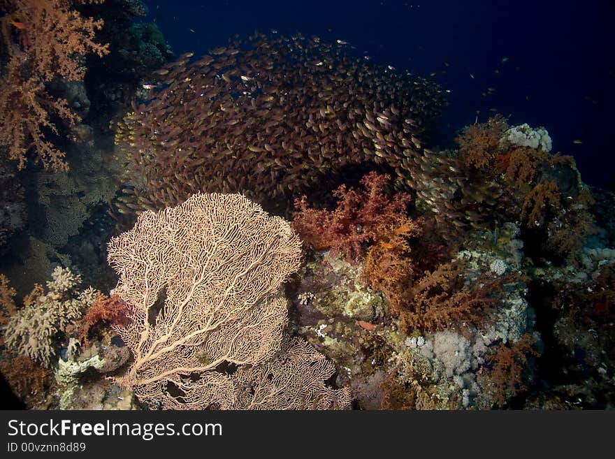 Golden sweepers (parapriacanthus ransonneti)