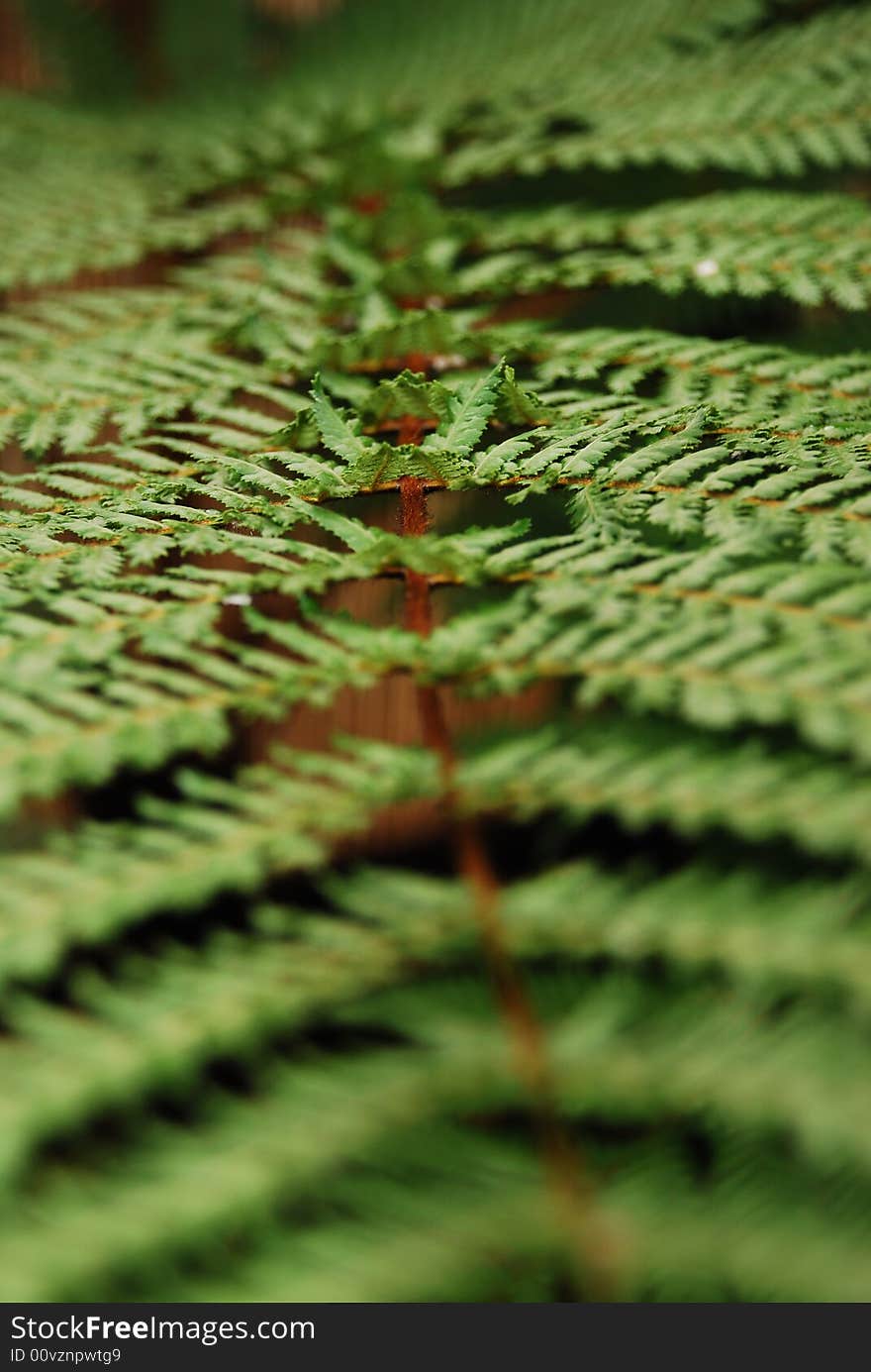 Close up photo of a fern leaf