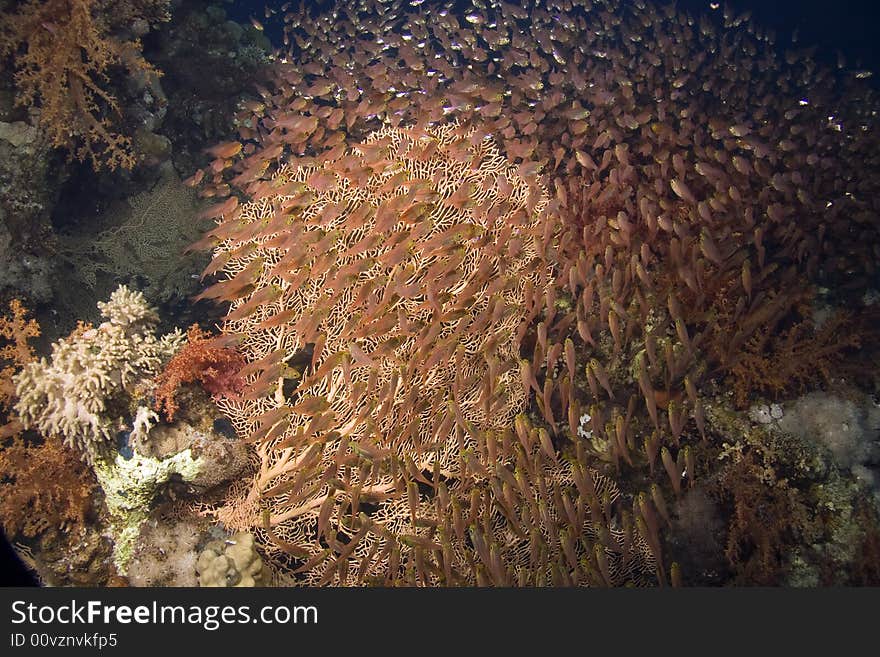 Golden sweepers (parapriacanthus ransonneti)