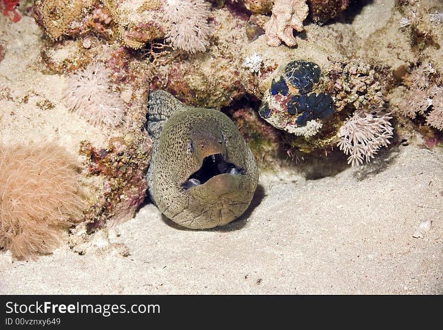 Giant moray (gymnothorax javanicus)