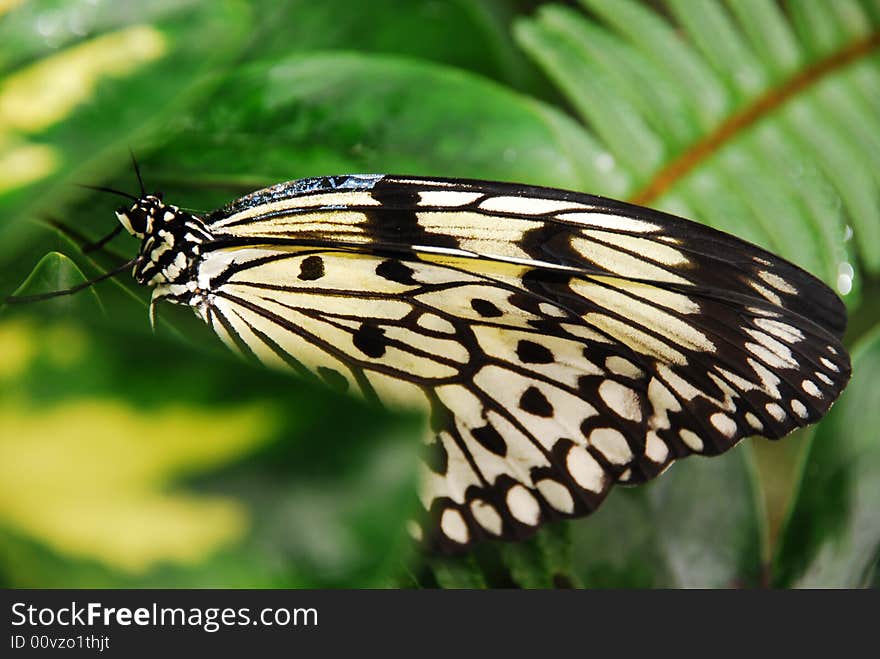 Photo of a butterfly in a tropical environment