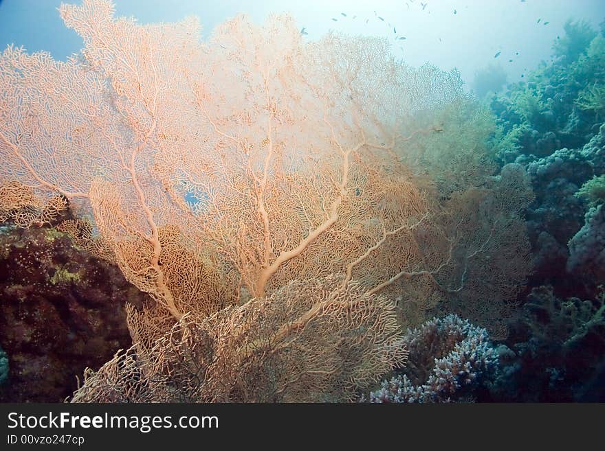 Giant seafan (annella mollis) taken in Na'ama Bay