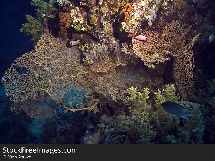 Giant seafan (annella mollis) taken in Na'ama Bay