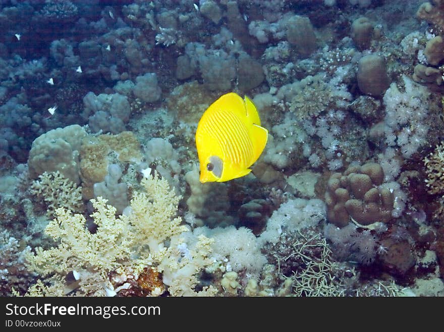 Masked butterflyfish duo (chaetodon semilarvatus) taken in Na'ama Bay