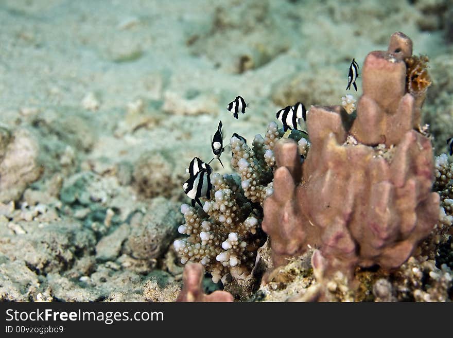 Hambug dascyllus (dascyllus aruanus)
taken in Na'ama Bay