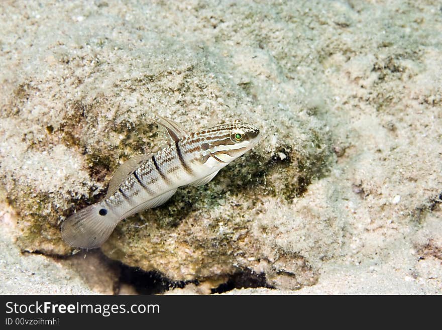 Tailspot goby (amblygobius albimaculatus) taken in Na'ama Bay