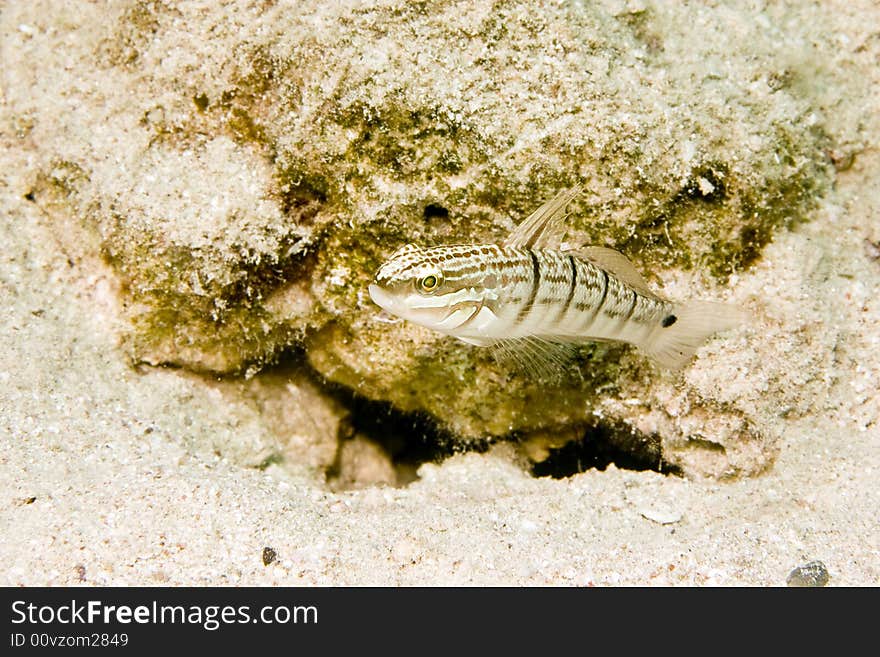 Tailspot goby (amblygobius albimaculatus) taken in Na'ama Bay