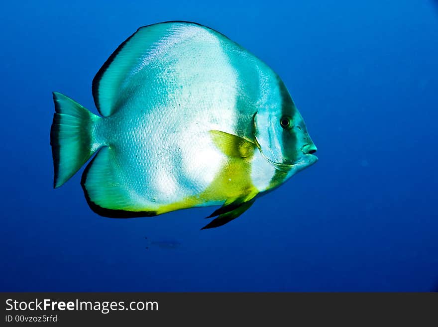 Orbicular spadefish (platax orbicularis)taken at shark reef