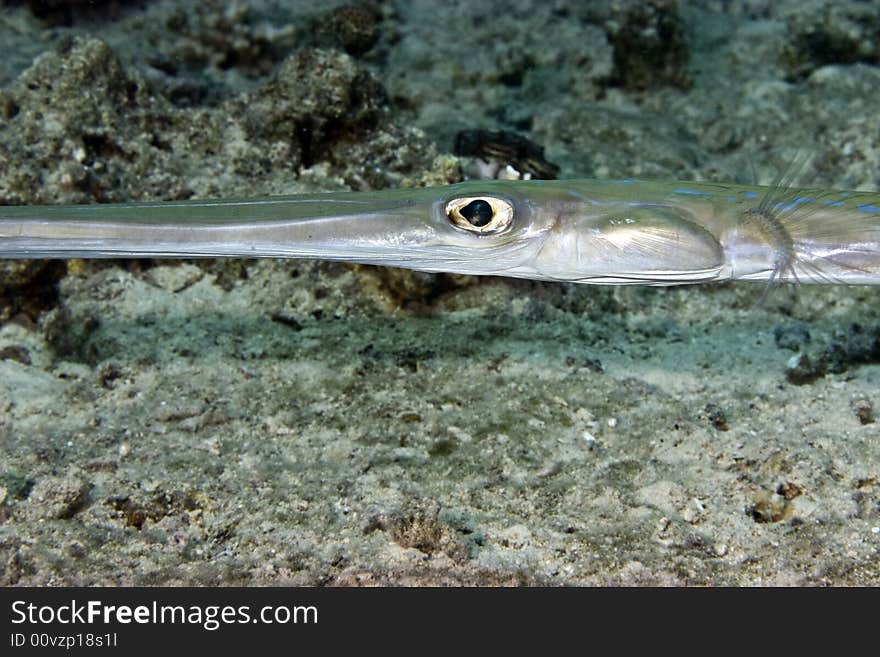 Smooth cornetfish (fistularia commersonii)