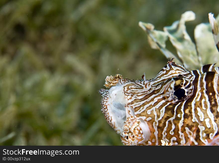 Common lionfish (pterois volitans)