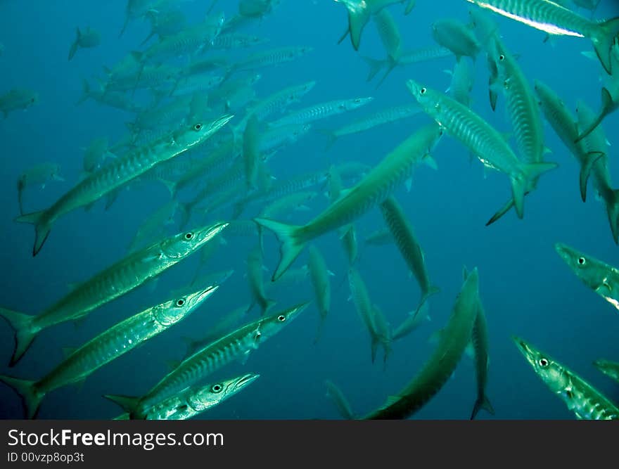 Great Barracuda juv.(Sphyraena barracuda)