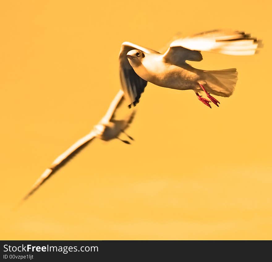 Photo of two flying seagulls. Photo of two flying seagulls