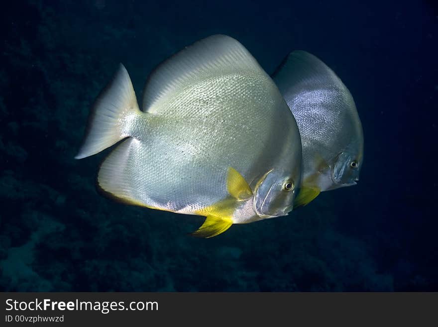 Orbicular Spadefish (platax Orbicularis)